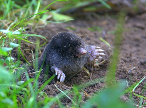 mole