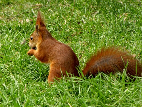 Squirrel in Gatchina park