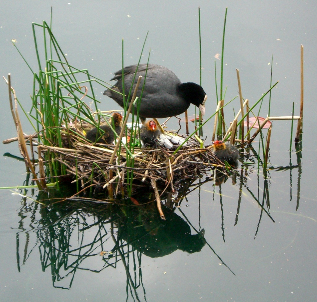 Birds in Gatchina park