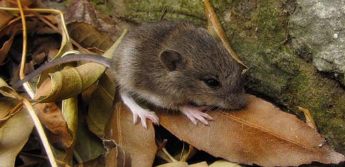 Лесные мыши и мыши-полевки | Государственный музей-заповедник Гатчина
